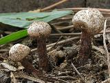 Tulostoma fimbriatum 