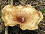 Paxillus involutus 