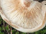 Paxillus involutus 