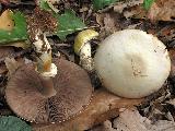 Agaricus essettei