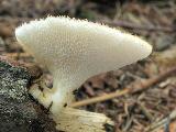 Polyporus tuberaster 