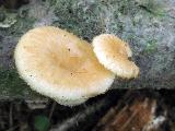 Polyporus tuberaster 