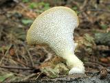 Polyporus tuberaster 