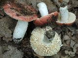 Russula melliolens