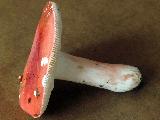 Russula rosea