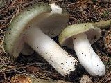 Russula aeruginea