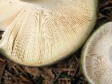 Russula aeruginea