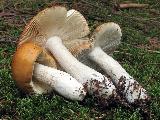 Russula decolorans 