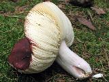Russula badia 