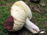 Russula badia 