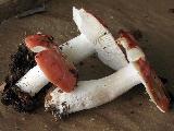 Russula nobilis