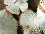 Russula nobilis