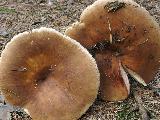 Russula mustelina 