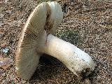 Russula mustelina