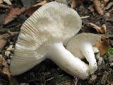 Russula parazurea 