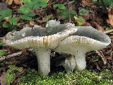 Russula parazurea 