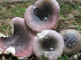 Russula atrorubens 