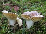 Russula integra 