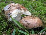 Russula integra