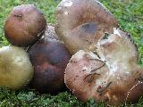 Russula integra