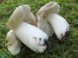 Russula integra 