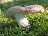 Russula integra 