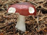 Russula atrorubens 