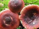 Russula atrorubens