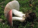 Russula atrorubens 