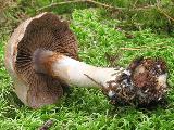 Cortinarius anomalus