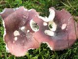 Russula atrorubens 