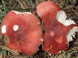 Russula sanguinaria