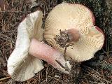 Russula sanguinaria 