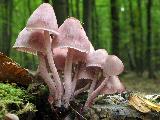 Mycena haematopus 