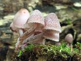 Mycena haematopus 