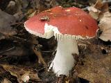 Russula graveolens 