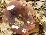 Russula graveolens 