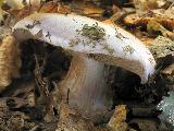 Cortinarius caerulescens 