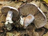 Cortinarius caerulescens 