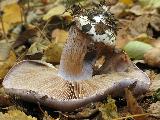 Cortinarius caerulescens 