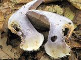 Cortinarius caerulescens 