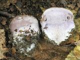 Cortinarius caerulescens 