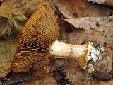 Cortinarius talus 