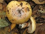 Cortinarius talus 