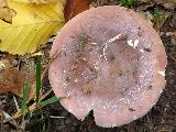 Russula turci 