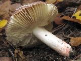 Russula turci