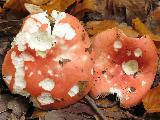 Russula nobilis