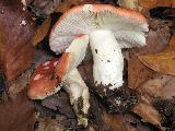 Russula nobilis 