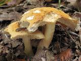 Russula fellea 