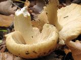 Russula fellea